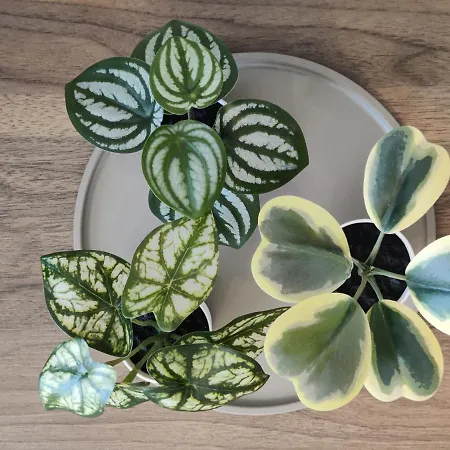 Musninku Near Akropolis Апартаменты *